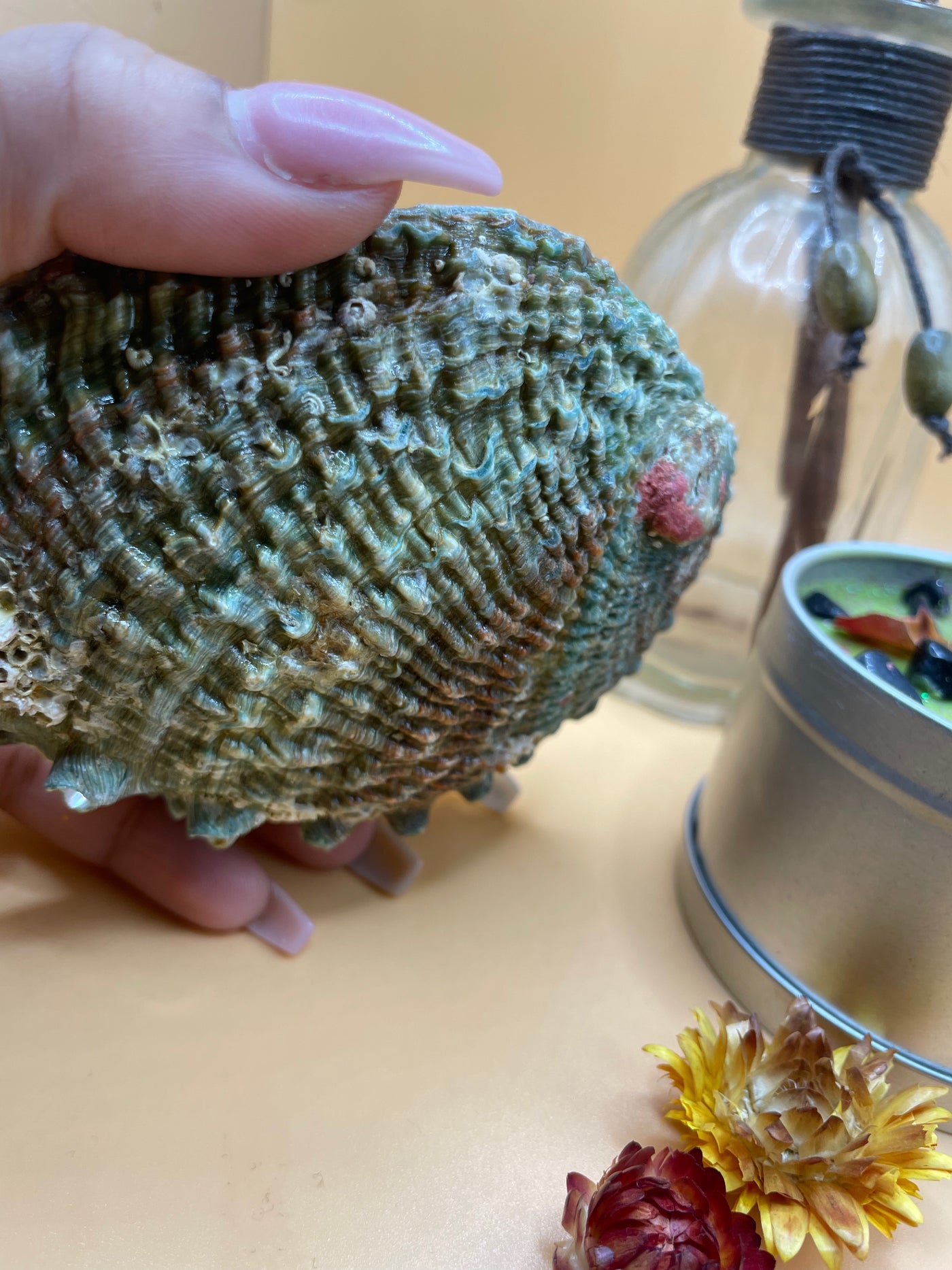 Abalone Smudging Shell